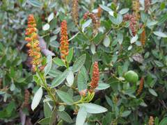 Colliguaja odorifera