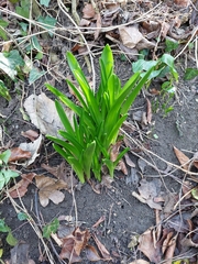 Asparagales