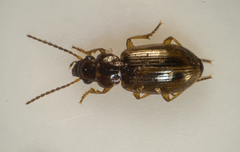 Dicheirotrichus placidus