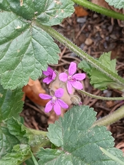 Erodium malacoides