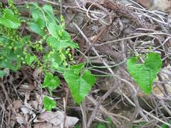 Dioscorea humifusa