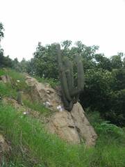 Trichocereus chiloensis