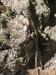 Sceloporus variabilis