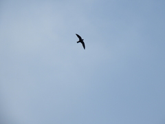 Streptoprocne zonaris