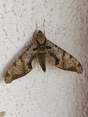 Protambulyx eurycles