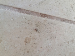 Camponotus rectangularis