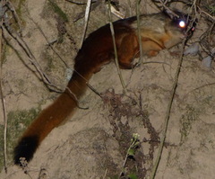 Petaurista magnificus