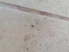 Camponotus rectangularis