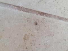 Camponotus rectangularis