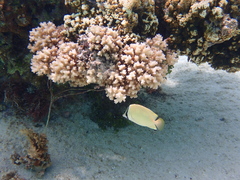 Chaetodon citrinellus