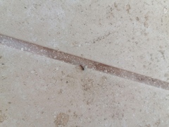 Camponotus rectangularis