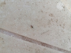 Camponotus rectangularis