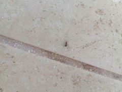 Camponotus rectangularis