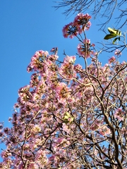 Tabebuia rosea