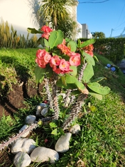 Euphorbia milii