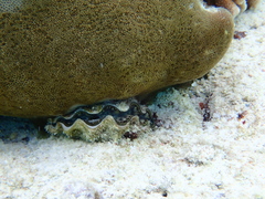 Tridacna maxima
