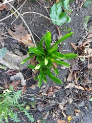 Asparagales