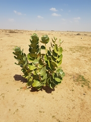 Calotropis procera