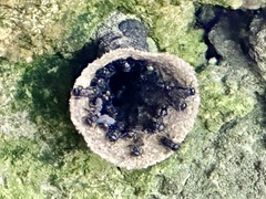 Scaptotrigona mexicana