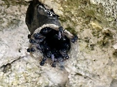 Scaptotrigona mexicana