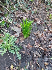 Asparagales