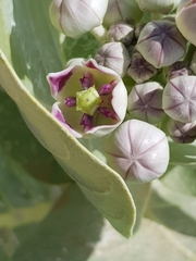 Calotropis procera