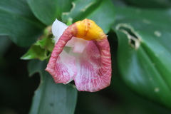 Costus lucanusianus