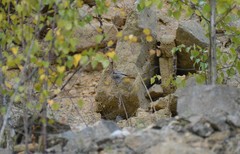 Phoenicurus ochruros