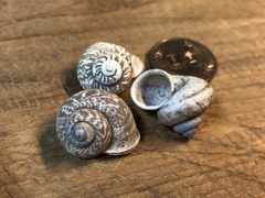 Cyclophorus formosaensis