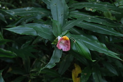 Costus lucanusianus