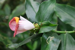 Costus lucanusianus