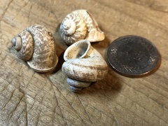 Cyclophorus formosaensis