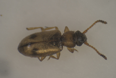 Psammoecus bipunctatus