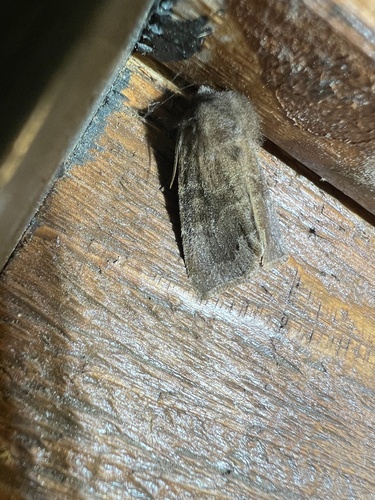 Garman's Quaker photo 5