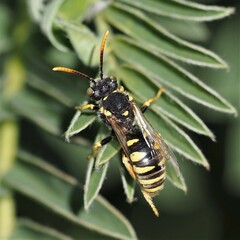 Nomada nobilis