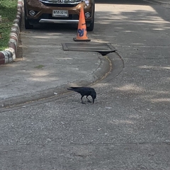 Corvus macrorhynchos