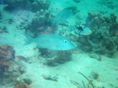 Lethrinus obsoletus