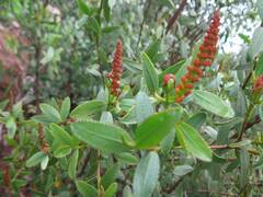 Colliguaja odorifera