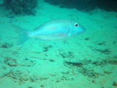 Lethrinus obsoletus