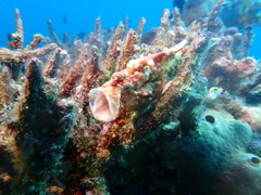 Antennarius maculatus