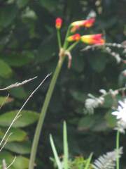 Leucocoryne ixioides