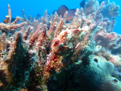 Antennarius maculatus