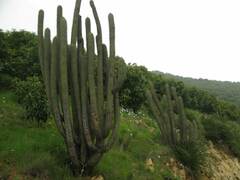 Trichocereus chiloensis