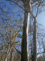 Libidibia sclerocarpa