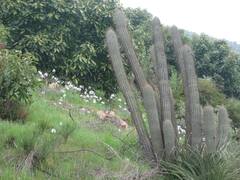 Trichocereus chiloensis