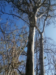 Libidibia sclerocarpa