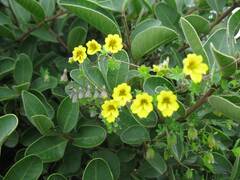 Tropaeolum brachyceras
