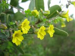 Tropaeolum brachyceras
