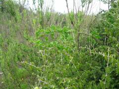 Anisomeria littoralis