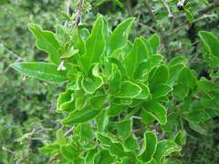 Anisomeria littoralis